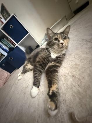 Enlarge Masala, a Adoptable mixed breed in Washington, DC image 2/3