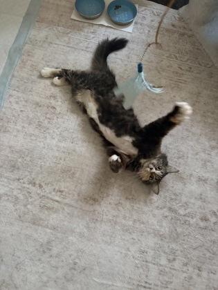 Enlarge Masala, a Adoptable mixed breed in Washington, DC image 3/3