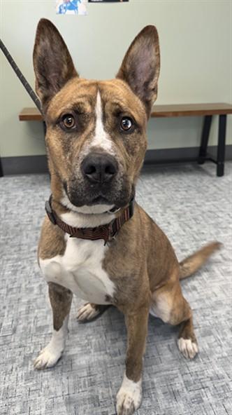 TRUFFLE, Adoptable, Young Male Pit Bull Terrier & Siberian Husky.