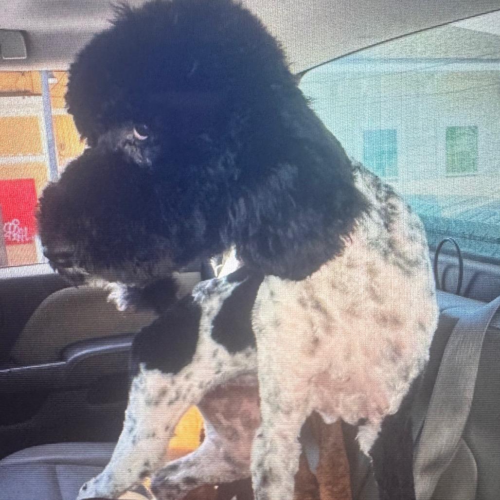 Sugar Bell, a Adoptable Standard Poodle in New Orleans, LA image 3/3