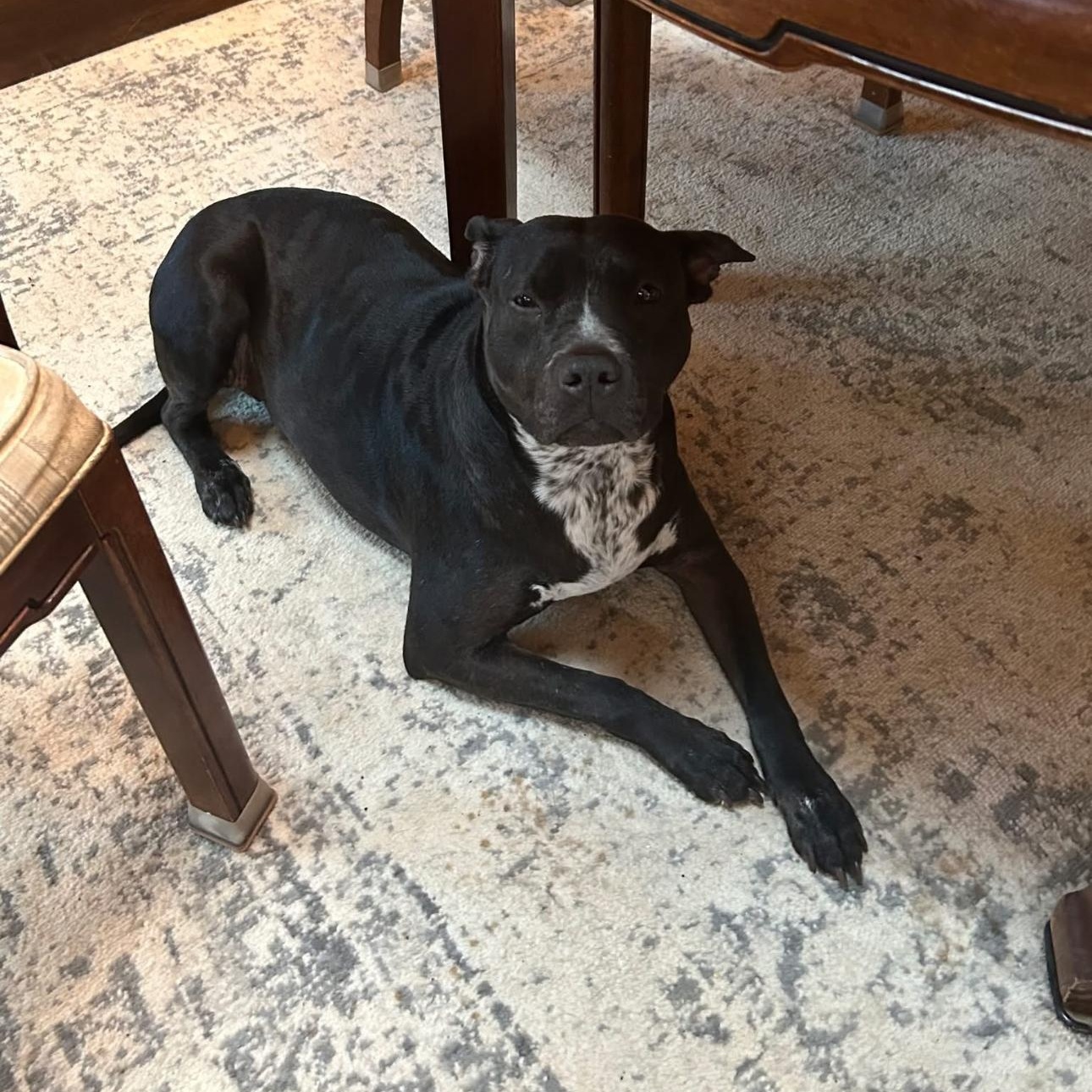 Enlarge 6913 Nani, a Adoptable mixed breed in Springfield, MO image 2/3