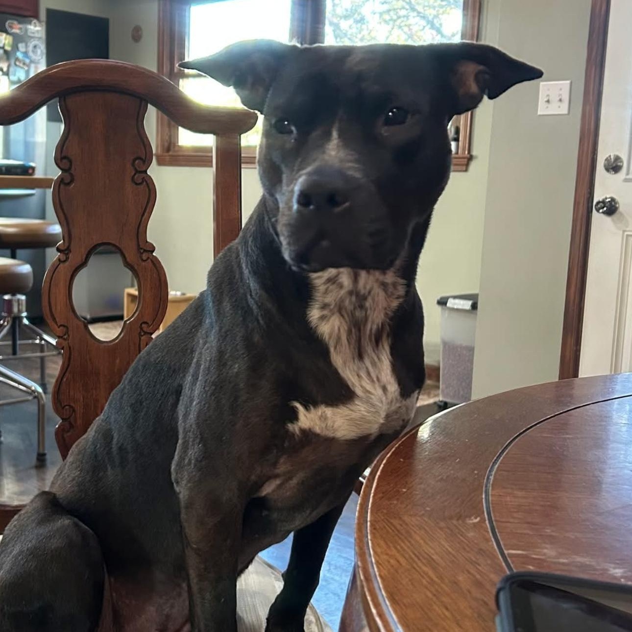 Enlarge 6913 Nani, a Adoptable mixed breed in Springfield, MO image 3/3