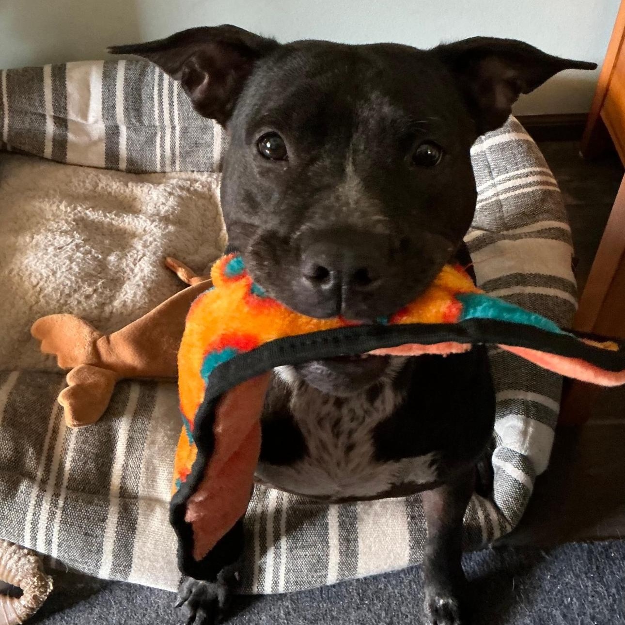 6913 Nani, Adoptable, Adult Male Pit Bull Terrier.