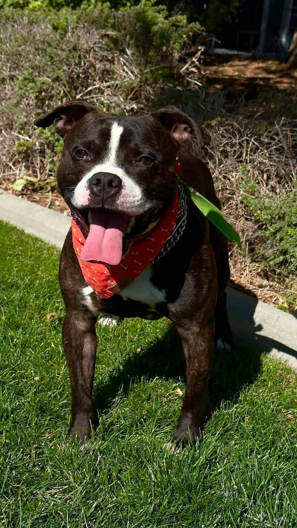 Enlarge Newman, a ADOPTABLE Pit Bull Terrier in Gardnerville, NV image 1/1
