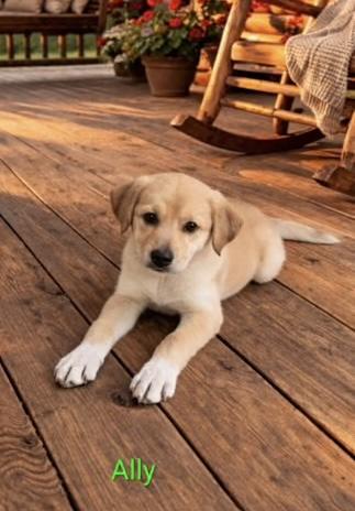 Ally, adopted, Puppy Female Labrador Retriever.