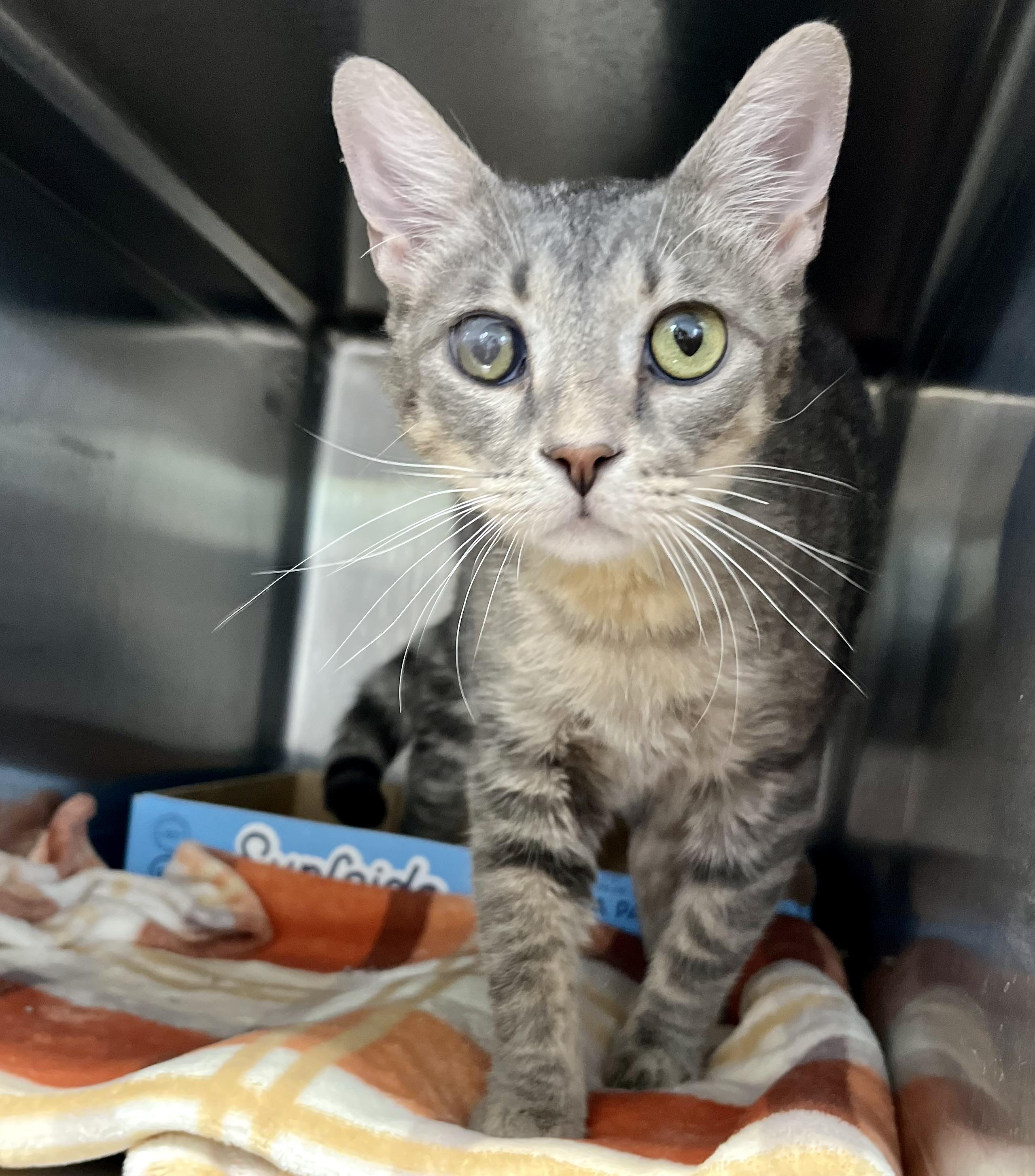 Corn Flakes thumbnail 2