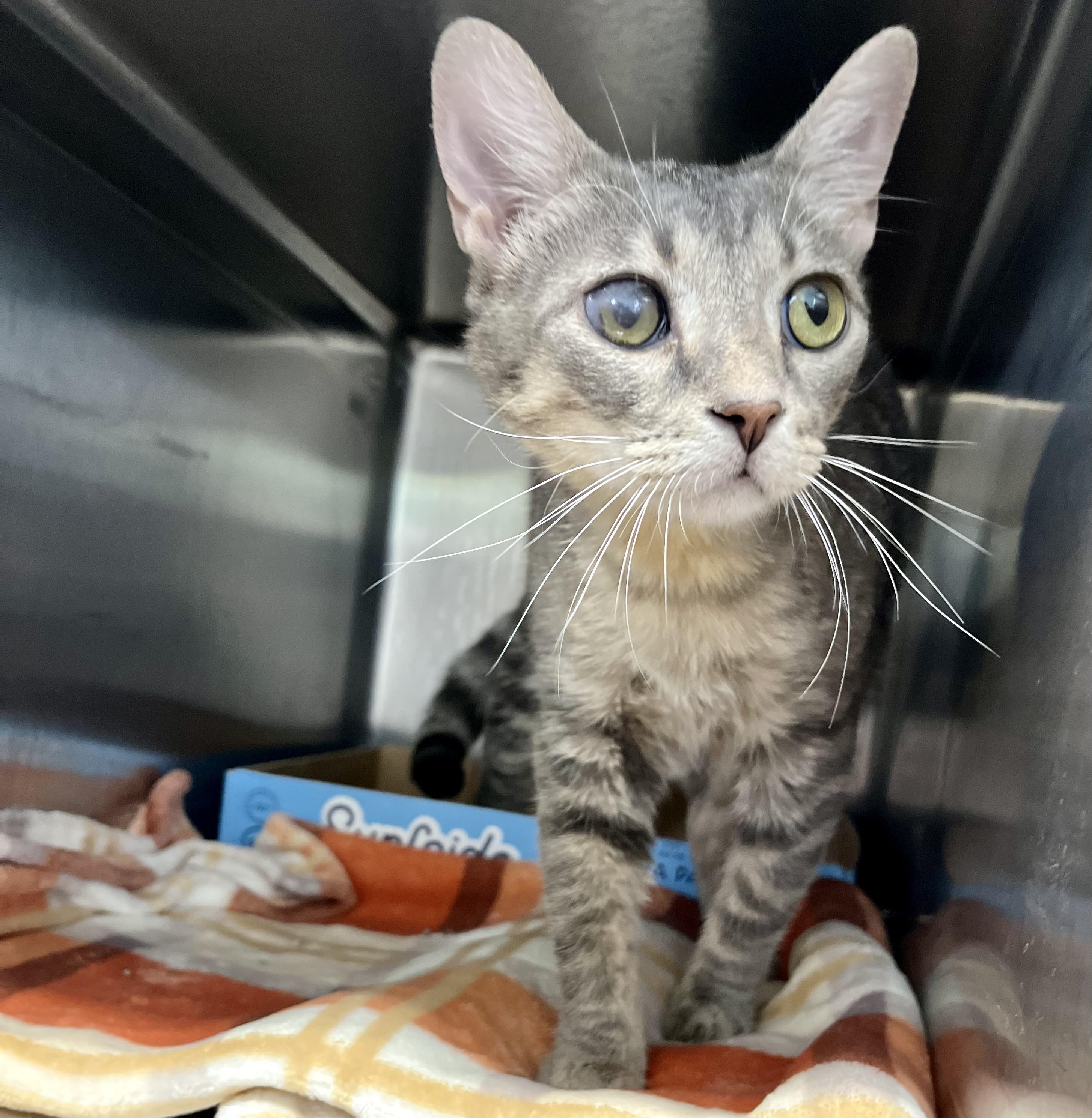 Corn Flakes thumbnail 3