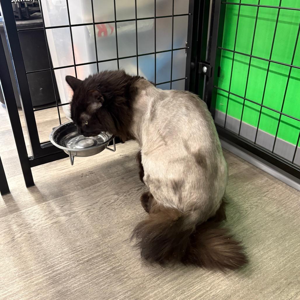 Luggage, Adoptable, Senior Male Domestic Long Hair.