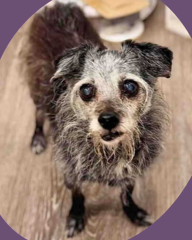 Lola, Adoptable, Senior Female Chihuahua.