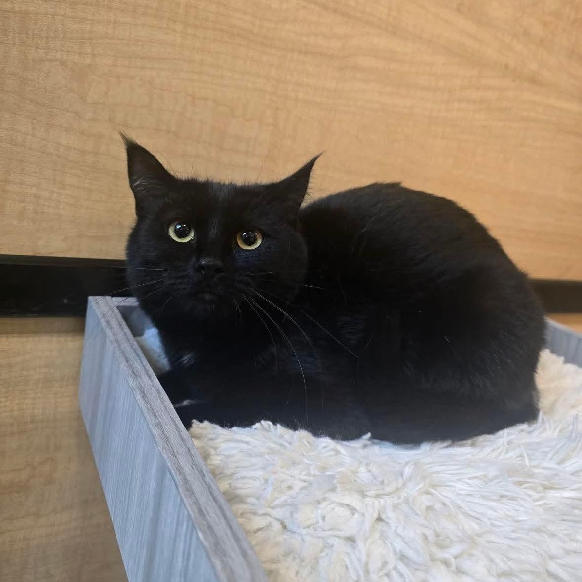 Enlarge Pie, an adopted Domestic Short Hair in Midwest City, OK image 1/2