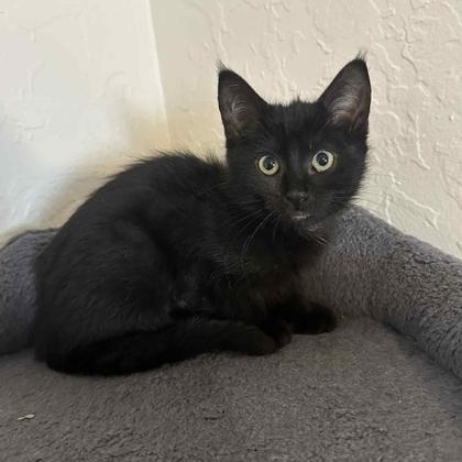 Enlarge Pie, an adopted Domestic Short Hair in Midwest City, OK image 2/2