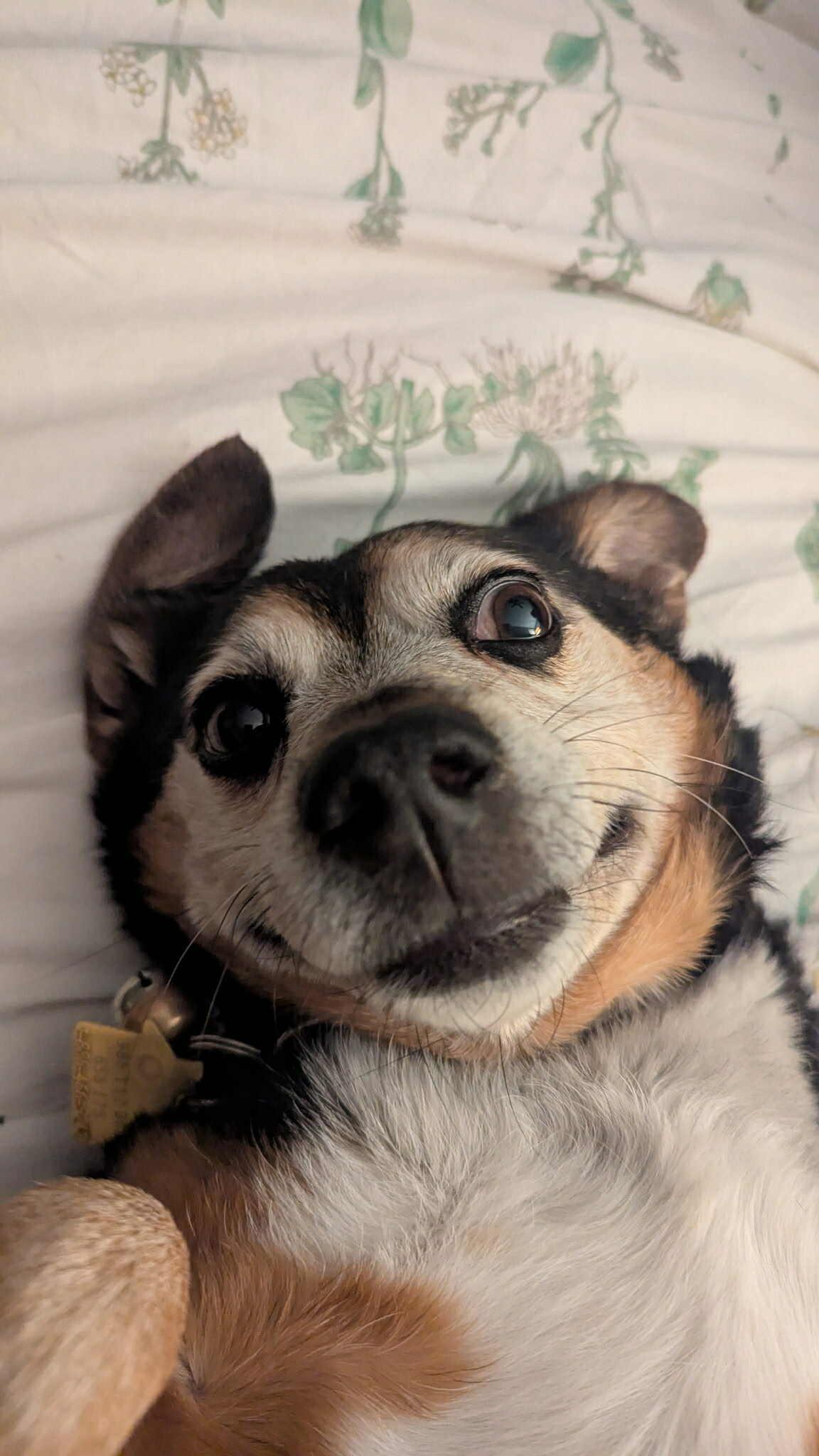 Harley, Senior Male Terrier