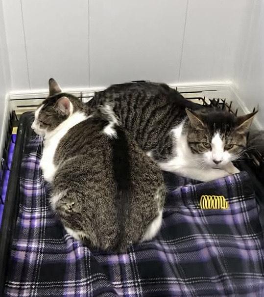 Enlarge Galahad & Percy, a Adoptable mixed breed in Greensburg, PA image 2/4