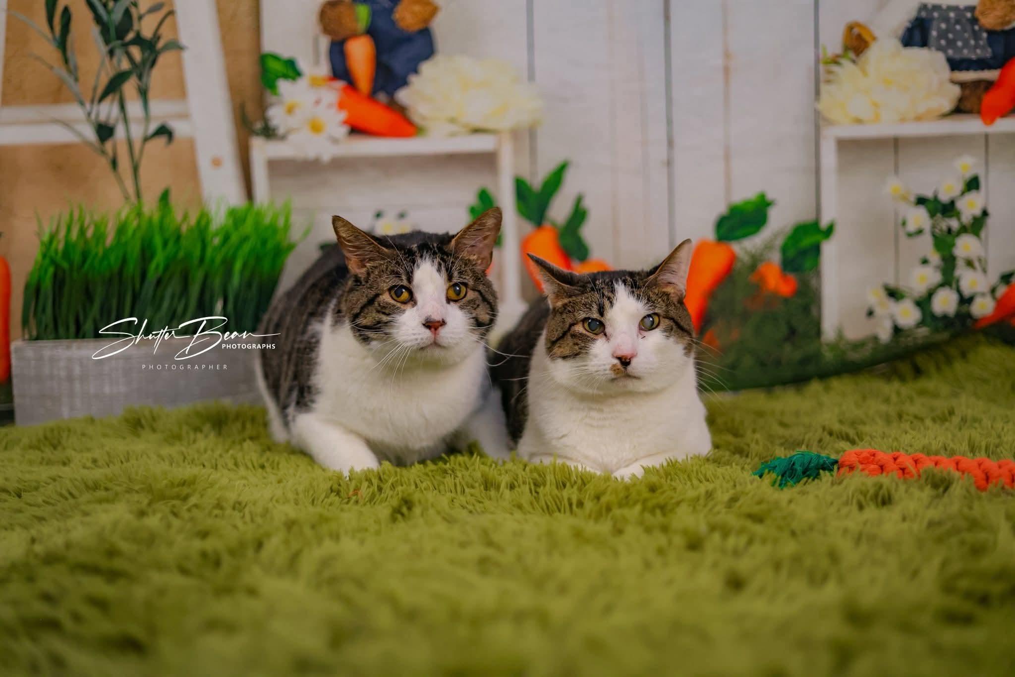 Enlarge Galahad & Percy, a Adoptable mixed breed in Greensburg, PA image 4/5
