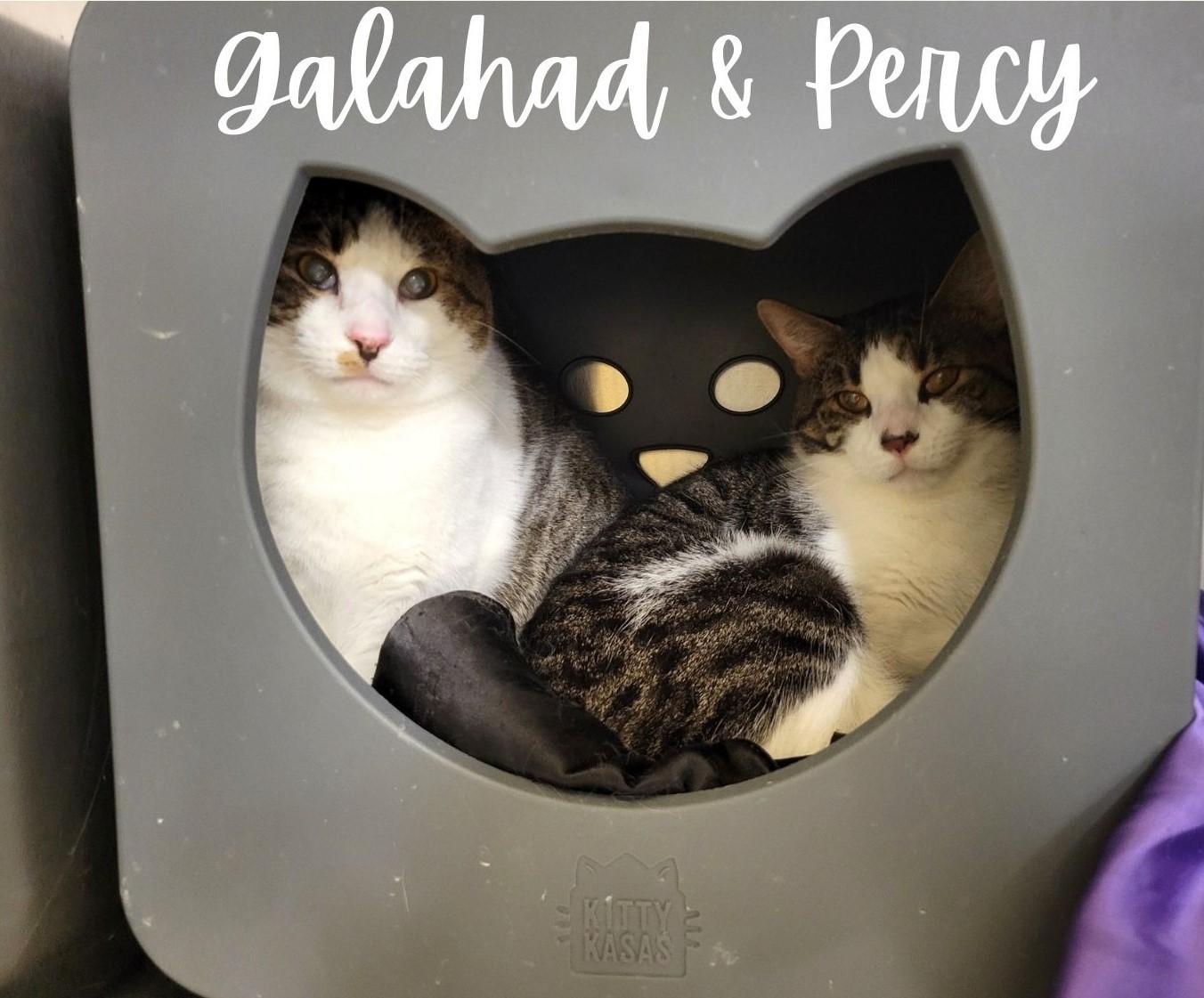 Enlarge Galahad & Percy, a Adoptable mixed breed in Greensburg, PA image 2/5