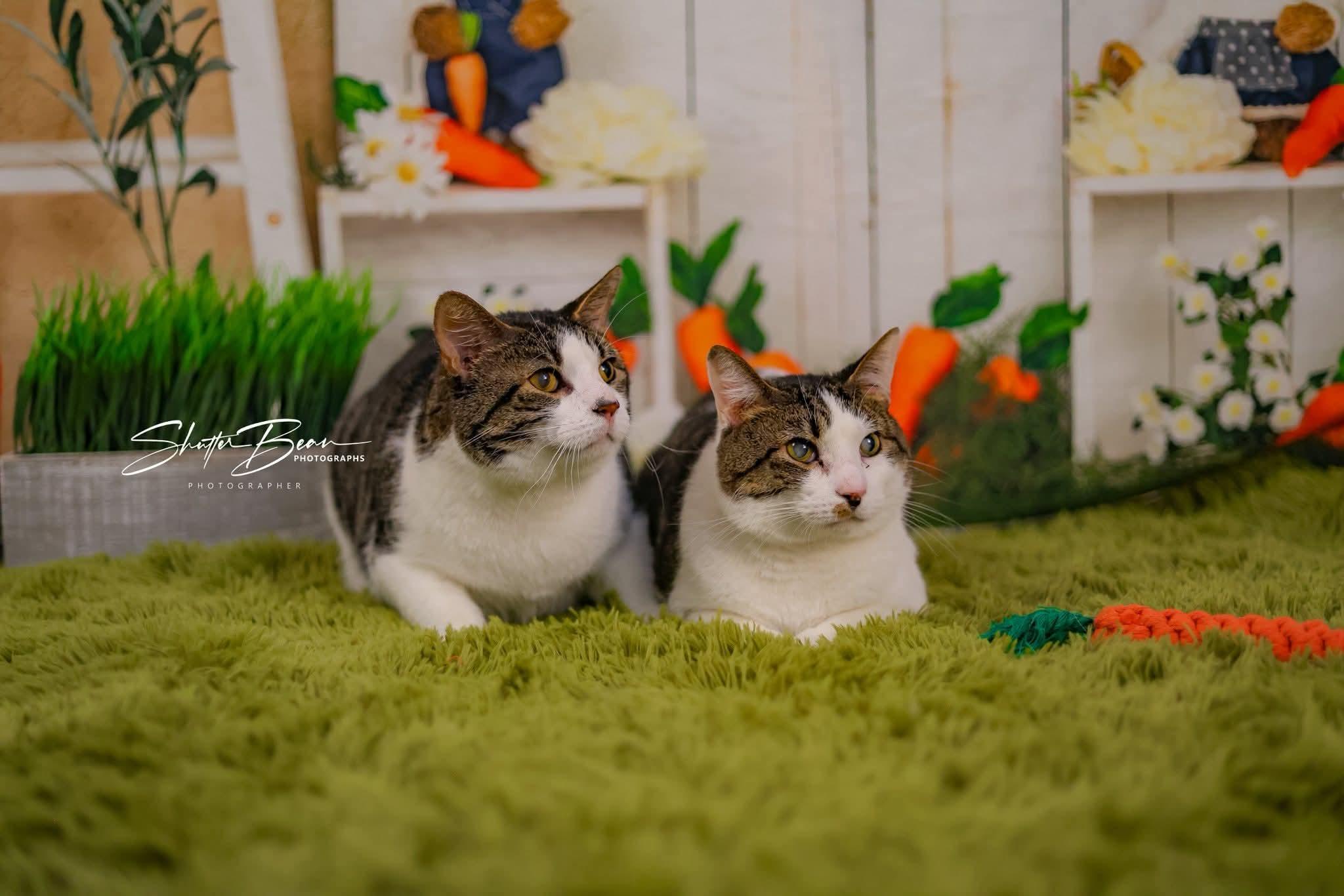 Enlarge Galahad & Percy, a Adoptable mixed breed in Greensburg, PA image 5/5