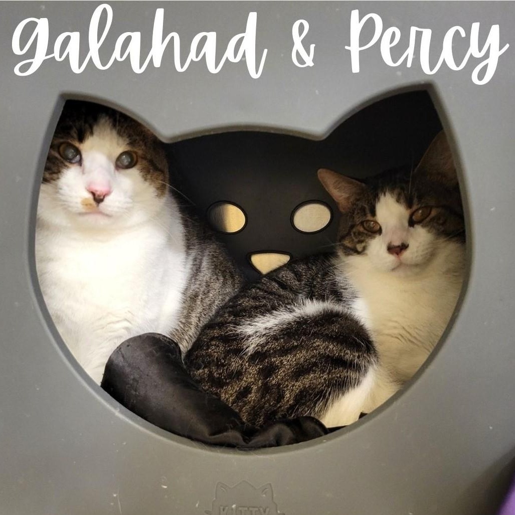 Enlarge Galahad & Percy, a Adoptable mixed breed in Greensburg, PA image 1/4