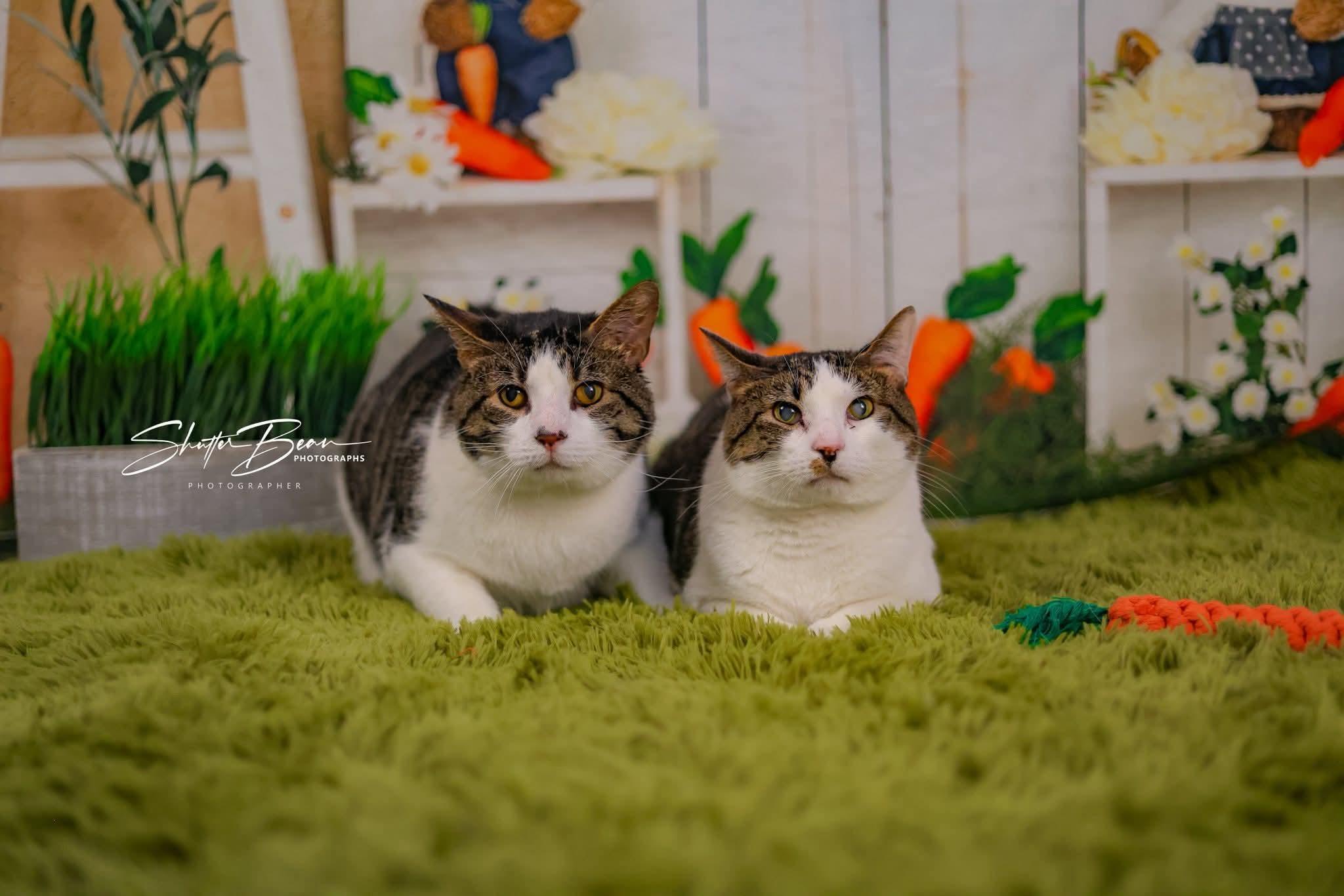 Enlarge Galahad & Percy, a Adoptable mixed breed in Greensburg, PA image 1/5