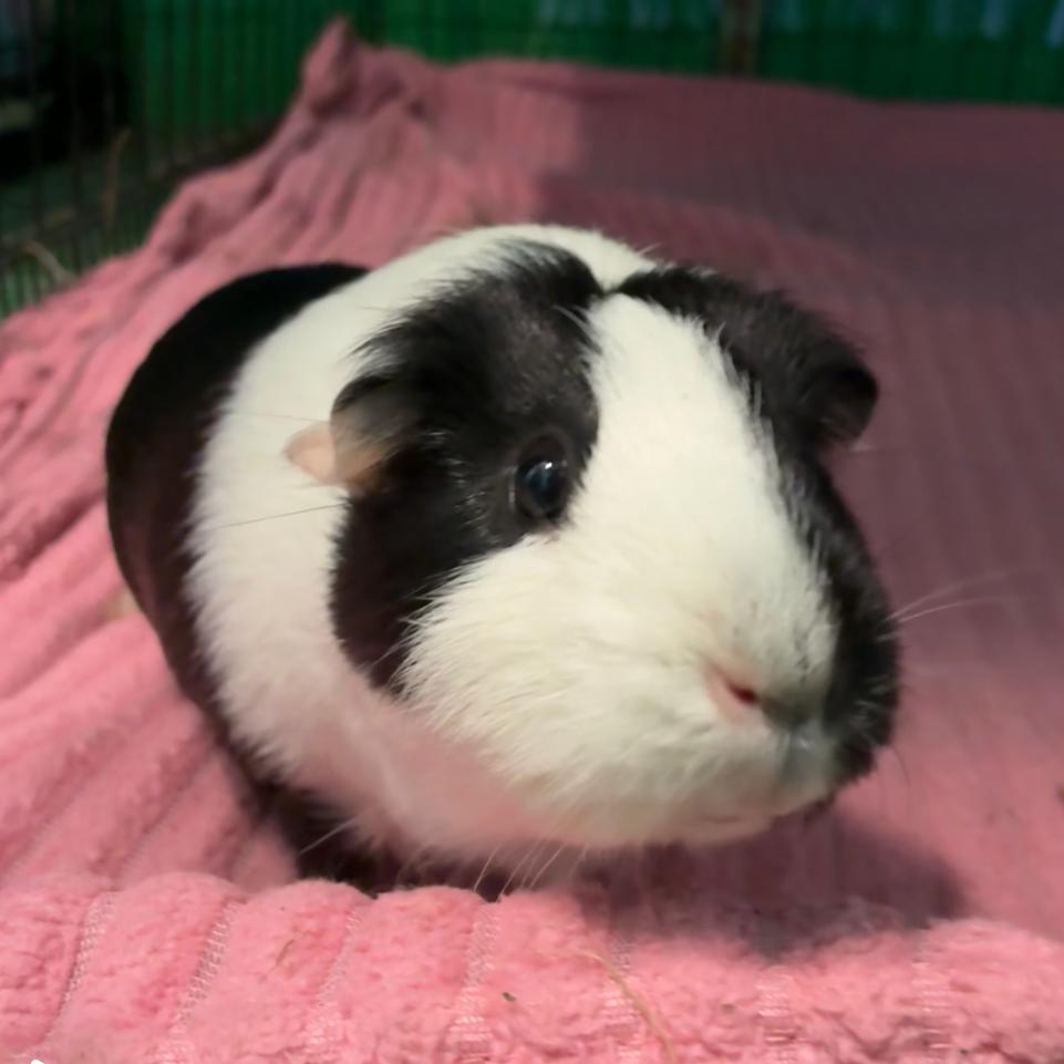 Enlarge Bessie, a Adoptable mixed breed in Providence, RI image 1/6