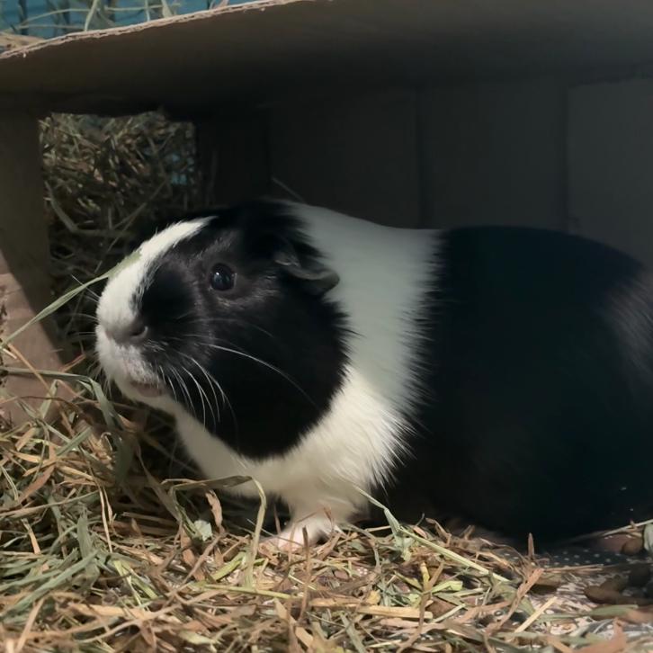 Enlarge Bessie, a Adoptable mixed breed in Providence, RI image 2/6