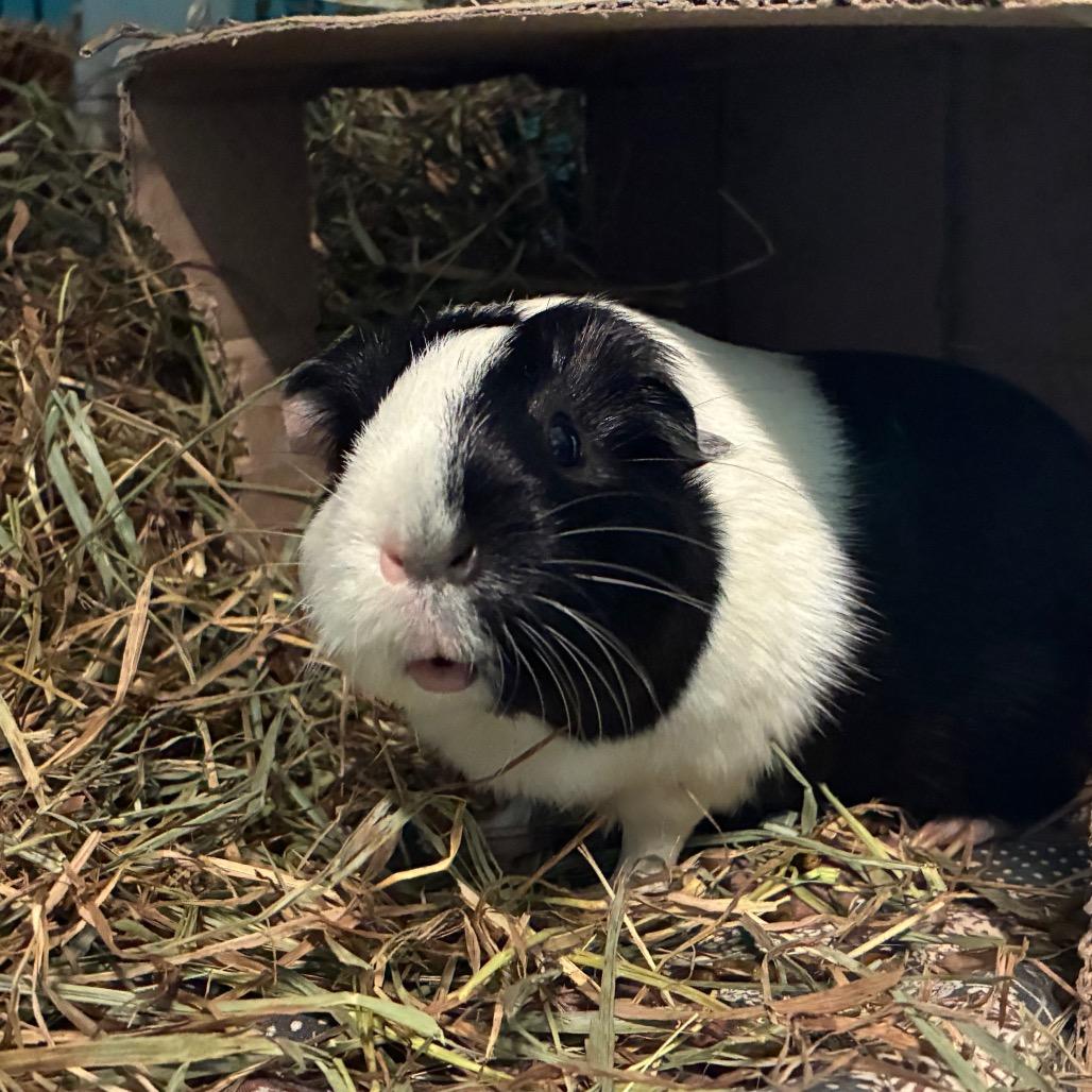 Enlarge Bessie, a Adoptable mixed breed in Providence, RI image 3/6