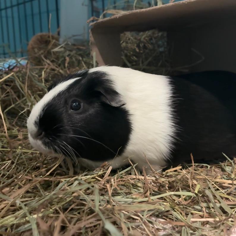 Enlarge Bessie, a Adoptable mixed breed in Providence, RI image 4/6