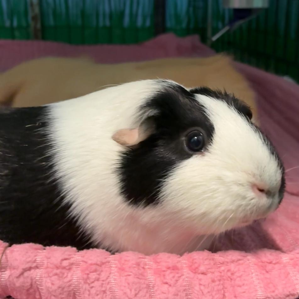 Enlarge Bessie, a Adoptable mixed breed in Providence, RI image 5/6