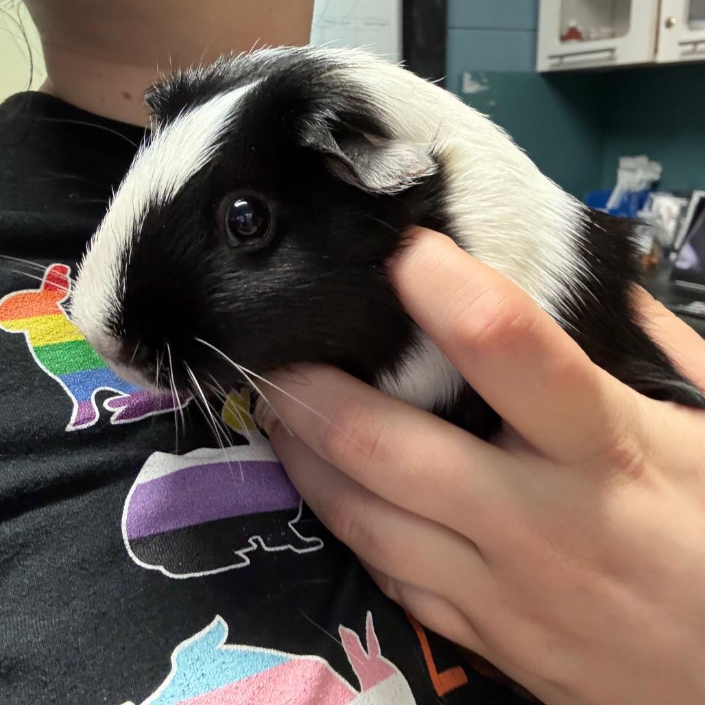 Enlarge Bessie, a Adoptable mixed breed in Providence, RI image 6/6