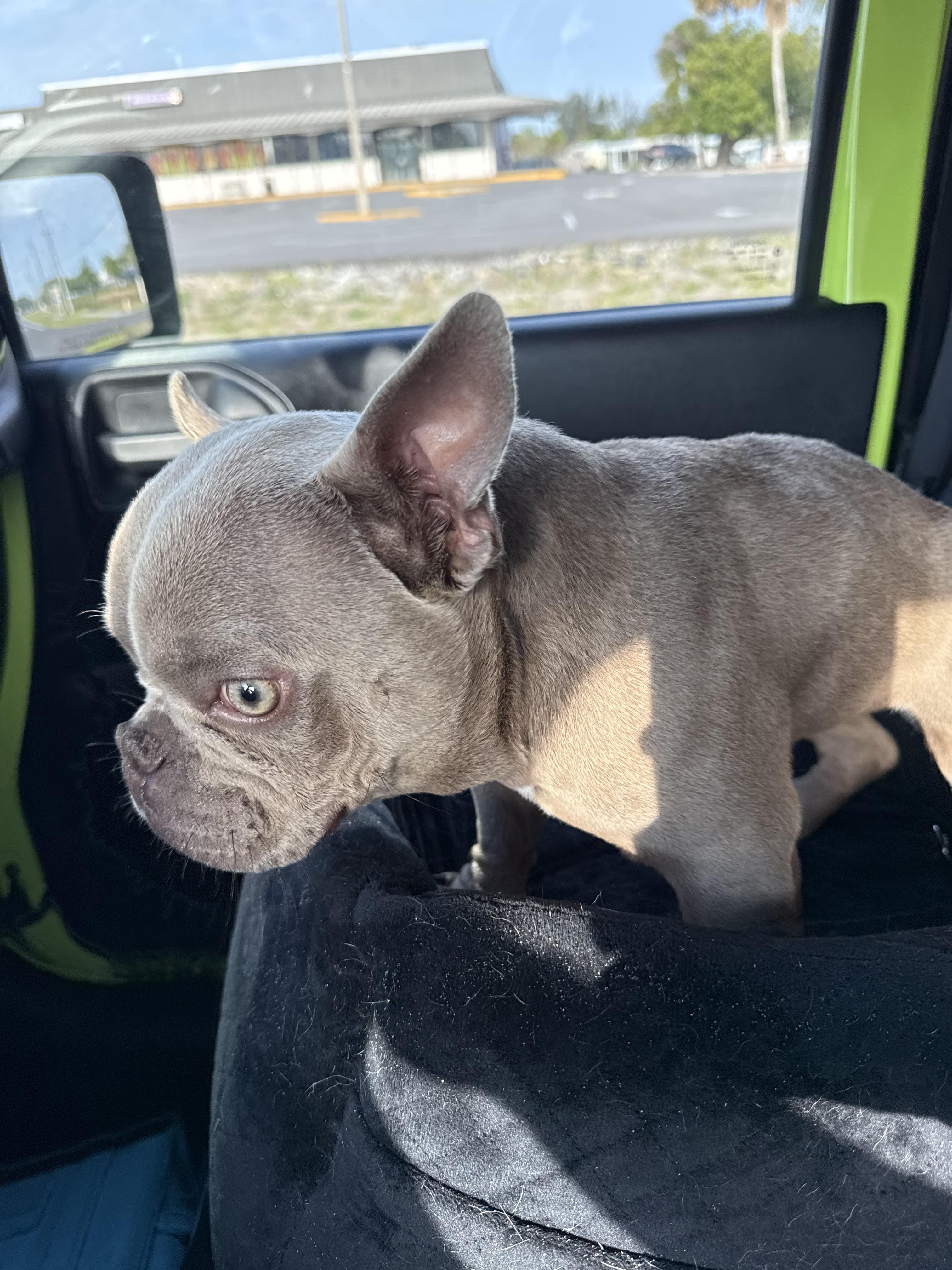 Charlie, Adoptable, Young Female English Bulldog.