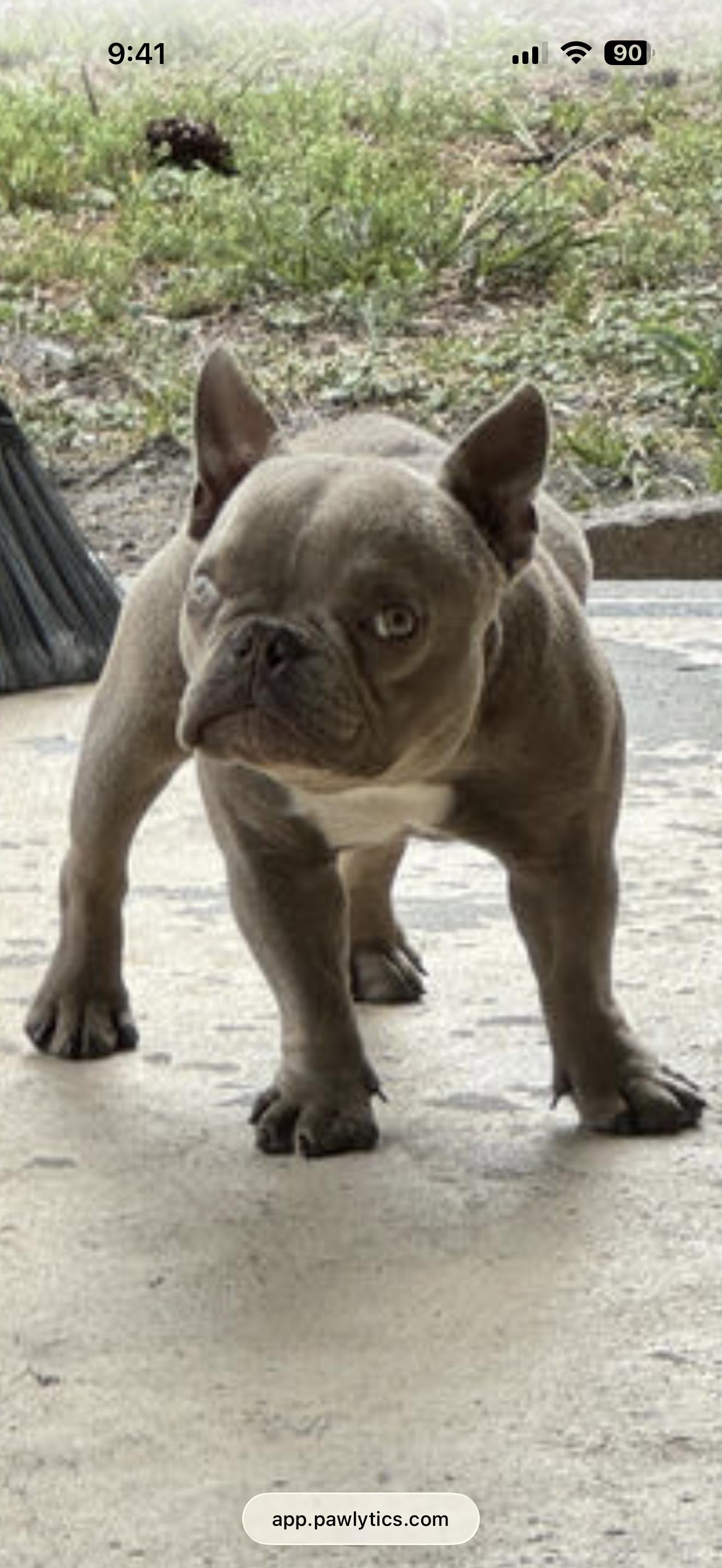 Charlie, a Adoptable English Bulldog in PALM BAY, FL image 2/3
