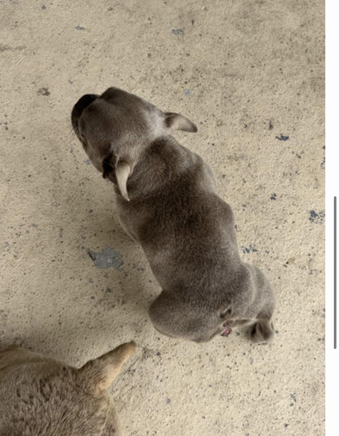 Charlie, a Adoptable English Bulldog in PALM BAY, FL image 3/3