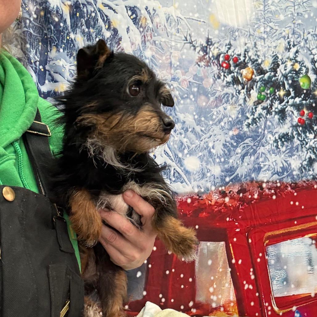 Zoey, Adoptable, Adult Female Yorkshire Terrier & Schnauzer.