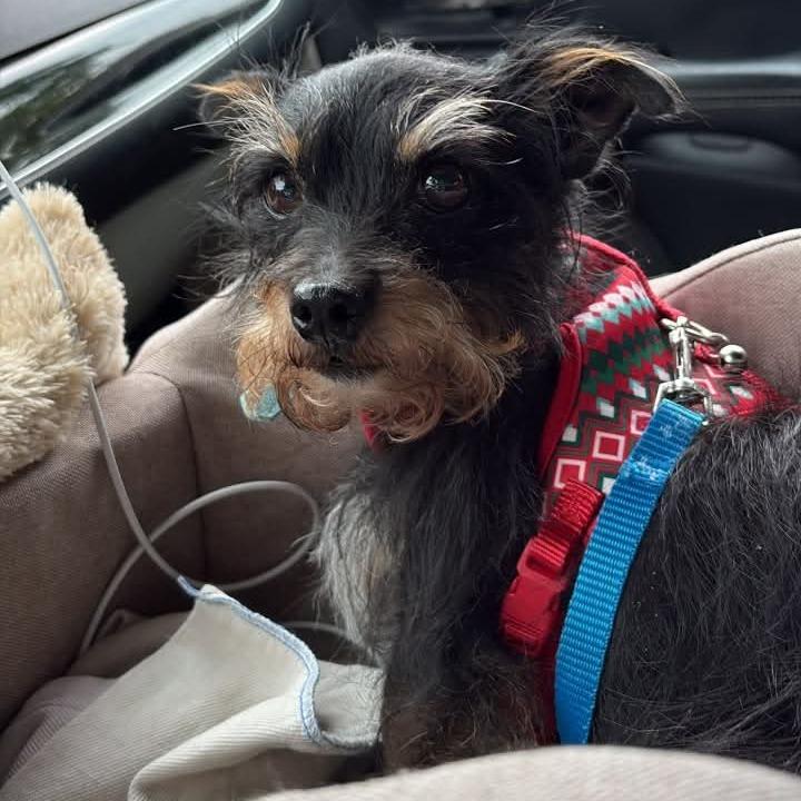 Enlarge Zoey, a Adoptable mixed breed in Normal, IL image 2/4