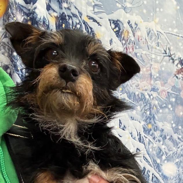 Enlarge Zoey, a Adoptable mixed breed in Normal, IL image 3/4