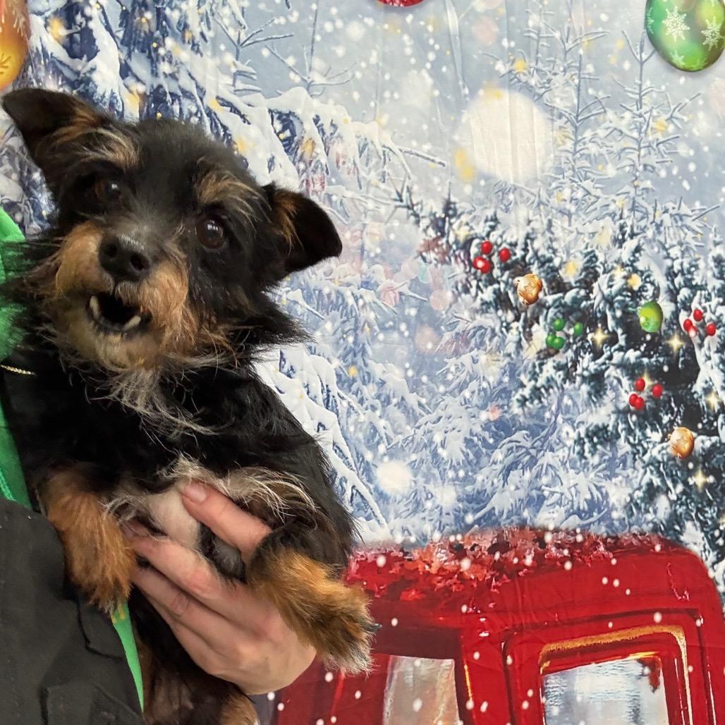 Enlarge Zoey, a Adoptable mixed breed in Normal, IL image 4/4