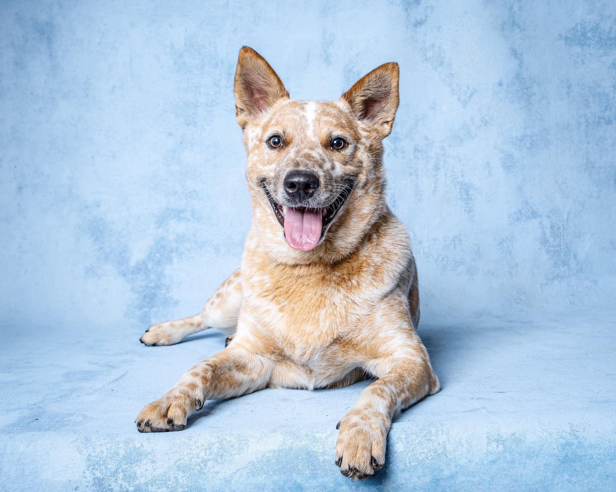 Enlarge Russel, a Adoptable mixed breed in Cincinnati, OH image 4/6