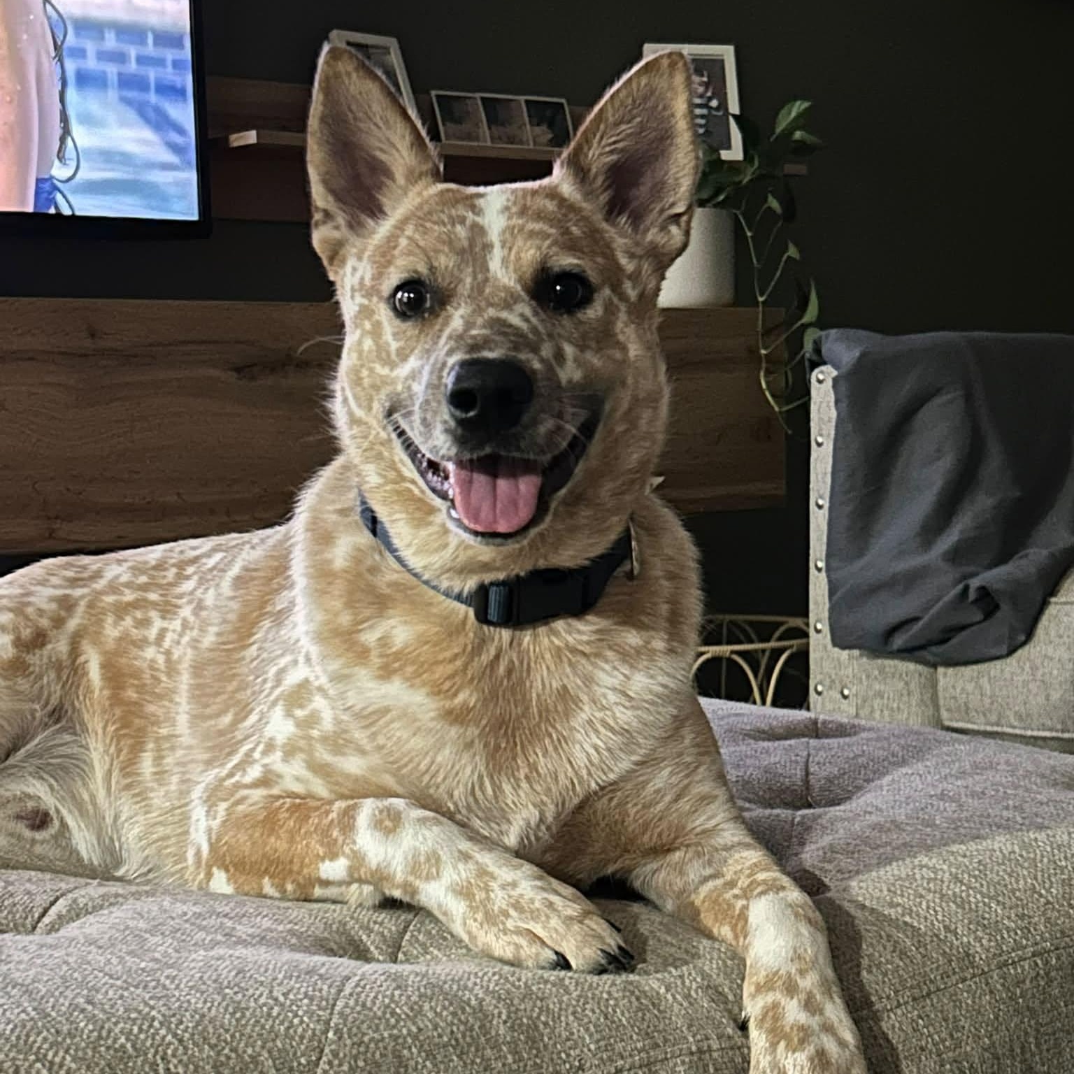 Enlarge Russel, a Adoptable mixed breed in Cincinnati, OH image 2/6