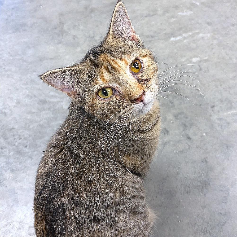 Kalisi Verede, Adoptable, Young Female Domestic Short Hair.