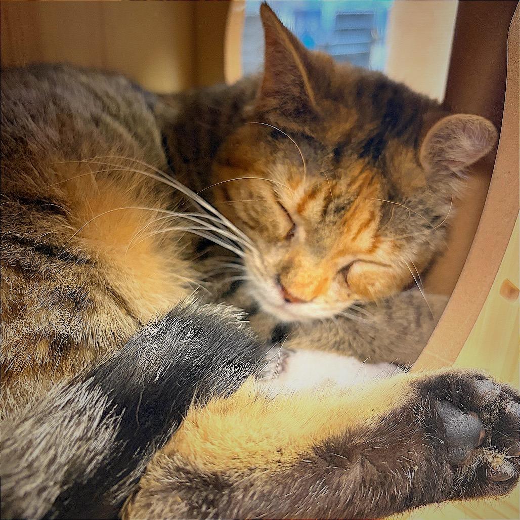 Enlarge Kalisi Verede, a Adoptable Domestic Short Hair in Hannibal, MO image 2/5