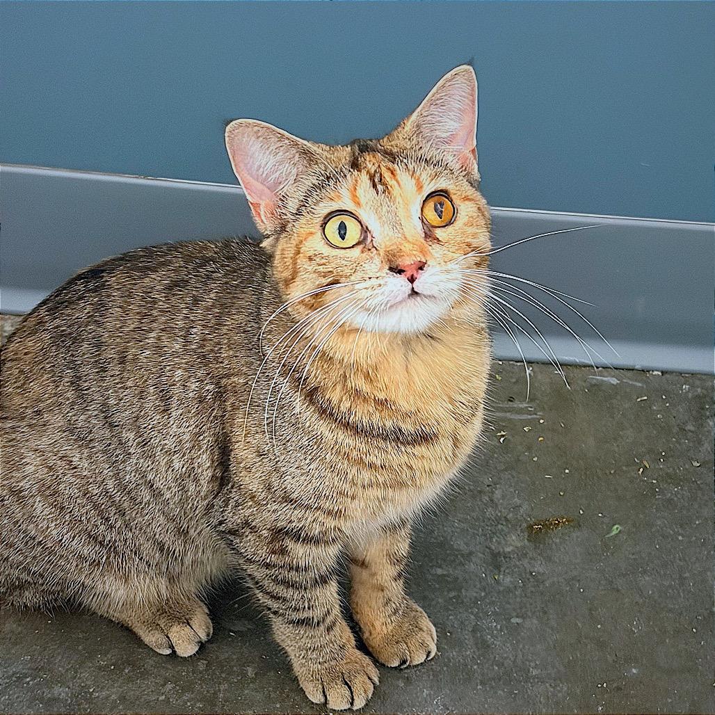 Kalisi Verede, a Adoptable Domestic Short Hair in Hannibal, MO image 4/6