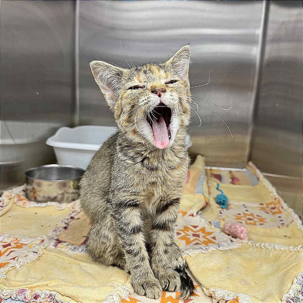 Enlarge Kalisi Verede, a Adoptable Domestic Short Hair in Hannibal, MO image 4/5