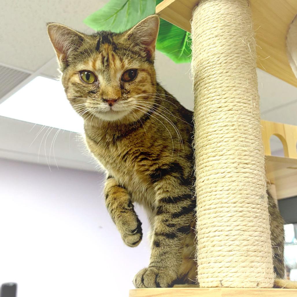 Enlarge Kalisi Verede, a Adoptable Domestic Short Hair in Hannibal, MO image 5/5