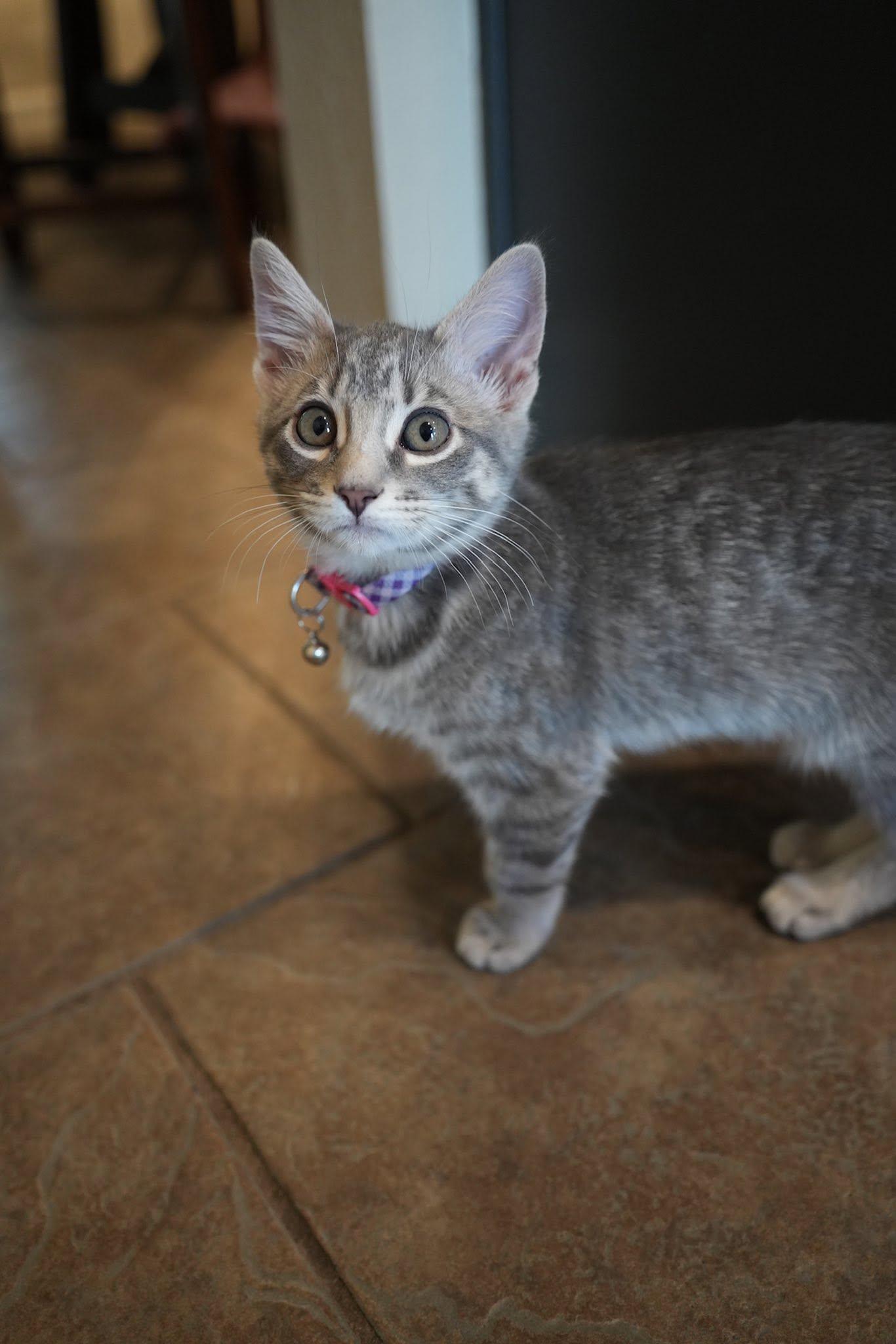 Enlarge Mango, an adopted Domestic Short Hair in Frisco, TX image 1/4
