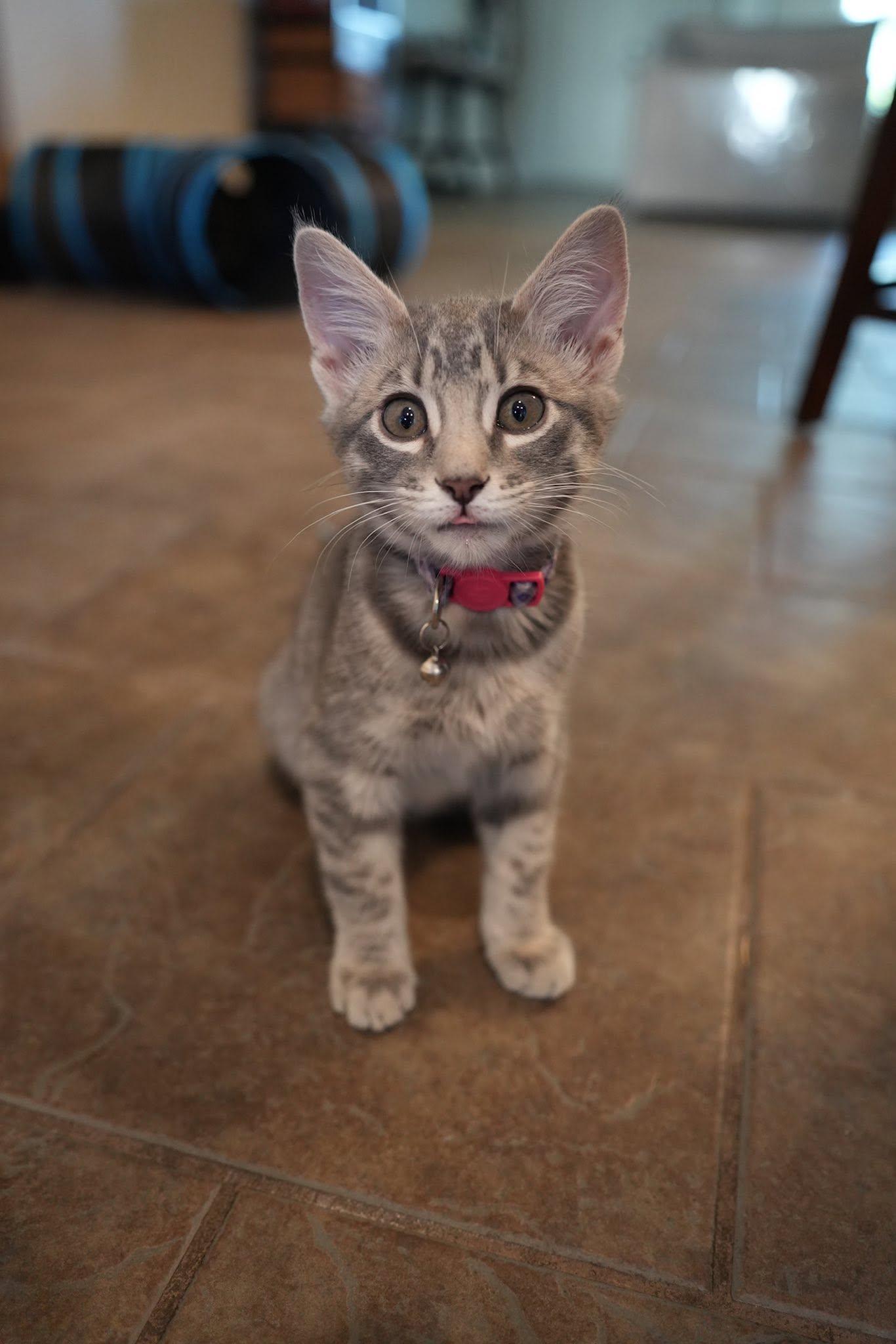 Enlarge Mango, an adopted Domestic Short Hair in Frisco, TX image 2/4