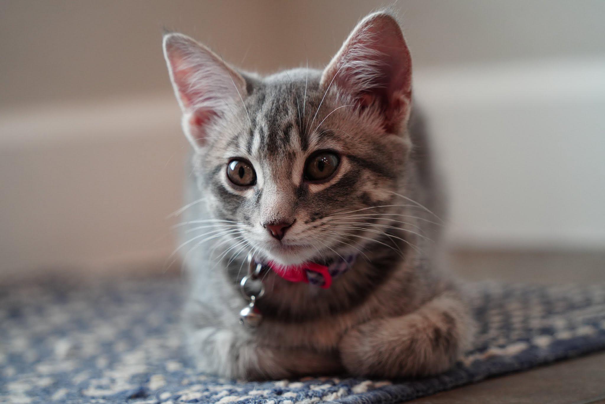 Enlarge Mango, an adopted Domestic Short Hair in Frisco, TX image 4/4