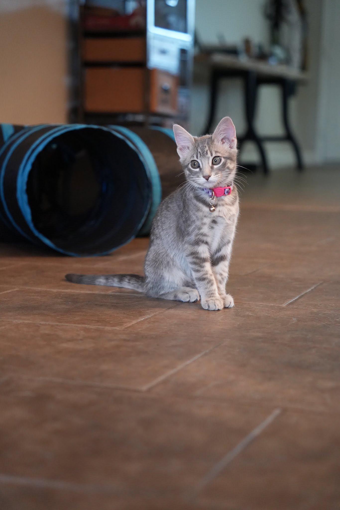 Enlarge Mango, an adopted Domestic Short Hair in Frisco, TX image 3/4