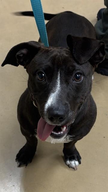 Enlarge DORITO, a Adoptable mixed breed in Minneapolis, MN image 1/1