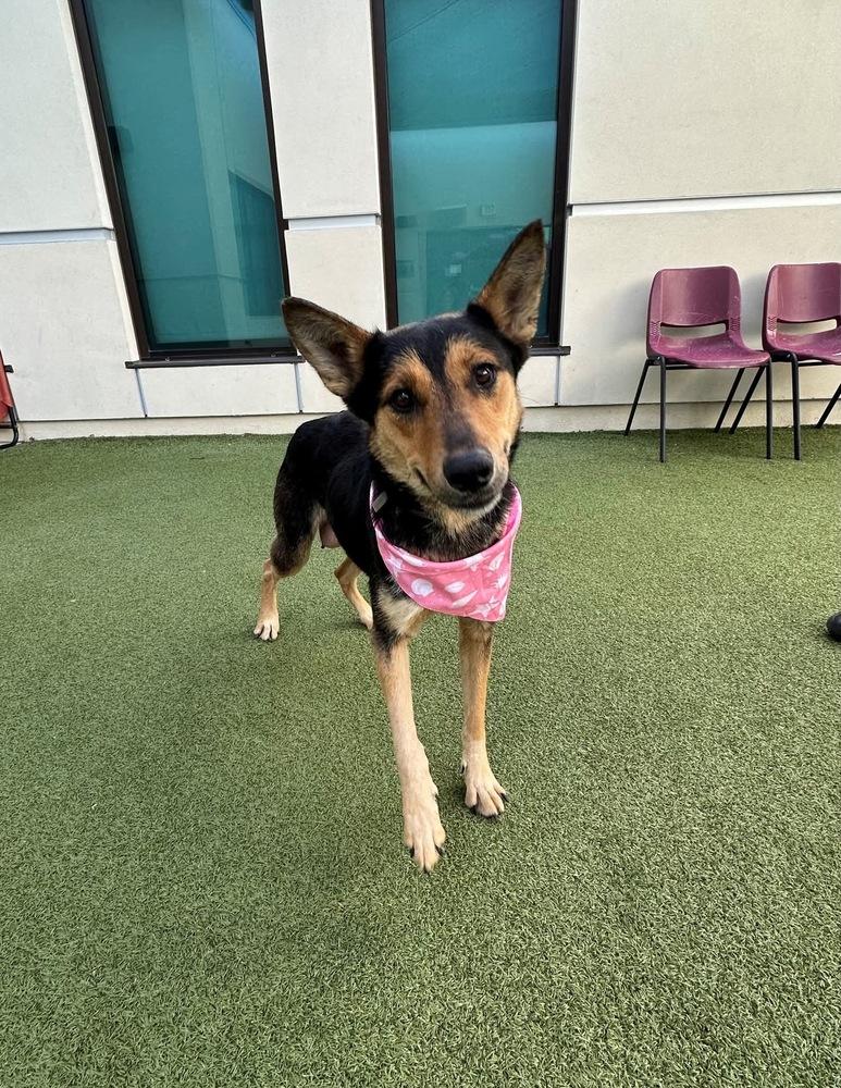 Beatrix, Adoptable, Young Female Shepherd.