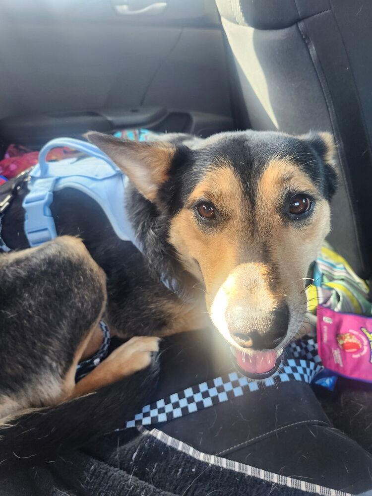 Enlarge Beatrix, a Adoptable mixed breed in Wildomar, CA image 3/6