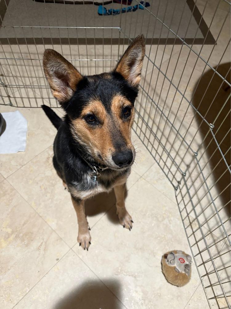 Enlarge Beatrix, a Adoptable mixed breed in Wildomar, CA image 4/6